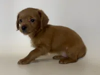 TEACUP Winnie Mix , a female Doxiepoo and Chorkie for sale in Garden Grove, CA – 2 of 2