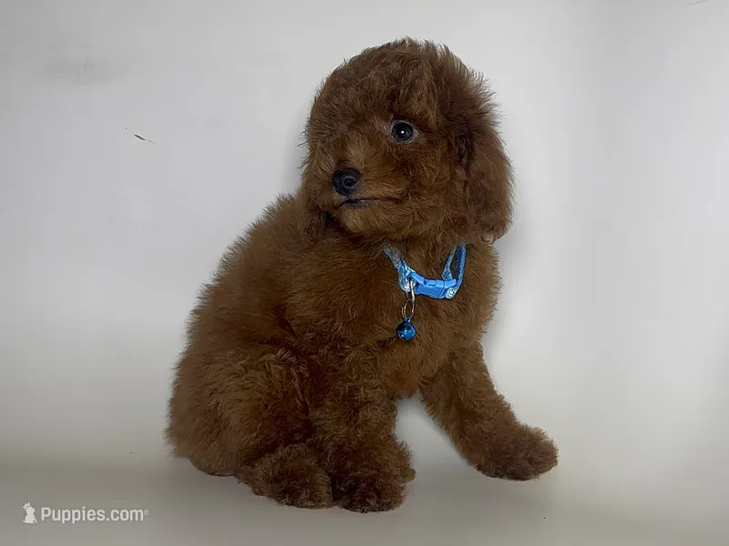 Tiny Mini RED Doodle Pup – Poodle - Toy , Miniature Goldendoodle puppy for sale in Garden Grove, CA
