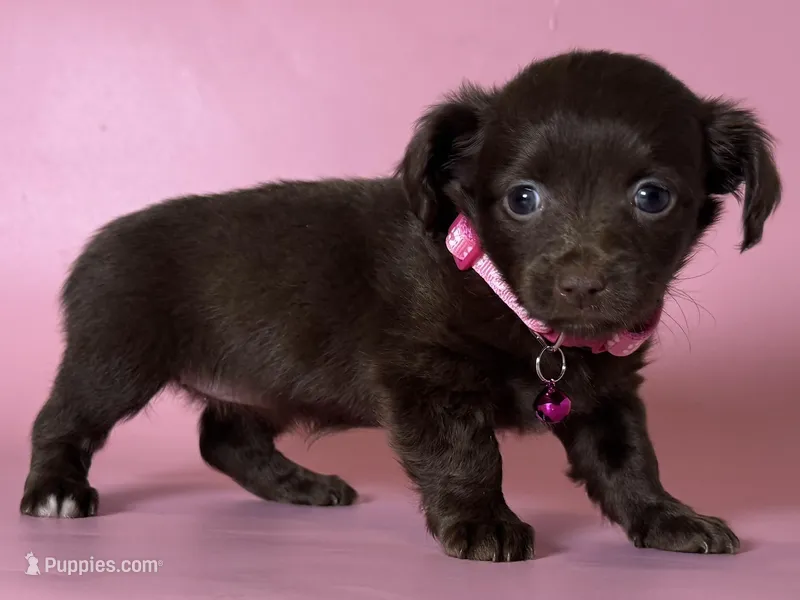 Chocolate Puppy 🐻 – Maltipoo, Chiweenie puppy for sale in Garden Grove, CA