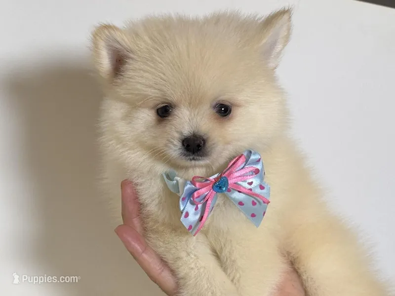 MARSHMALLOW  – Pomeranian puppy for sale in Garden Grove, CA