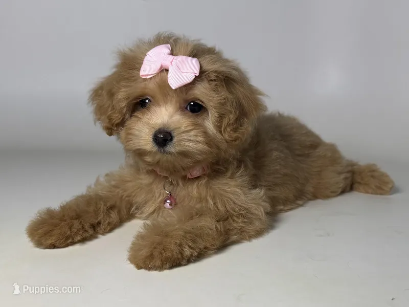 T-CUP Malti-Poo 💕