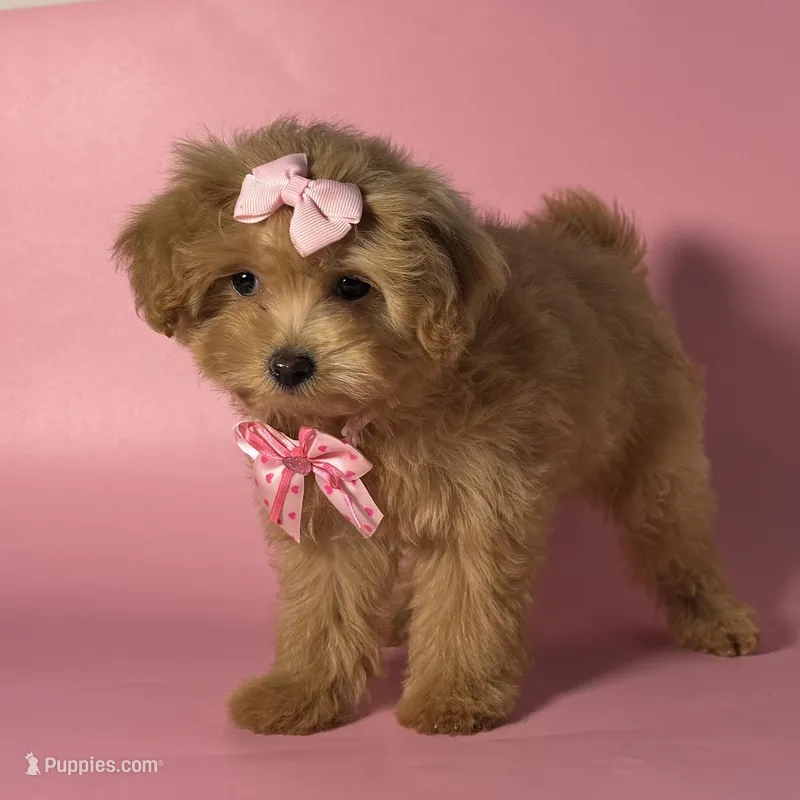 Teddy Face Malti-Poo 🧸