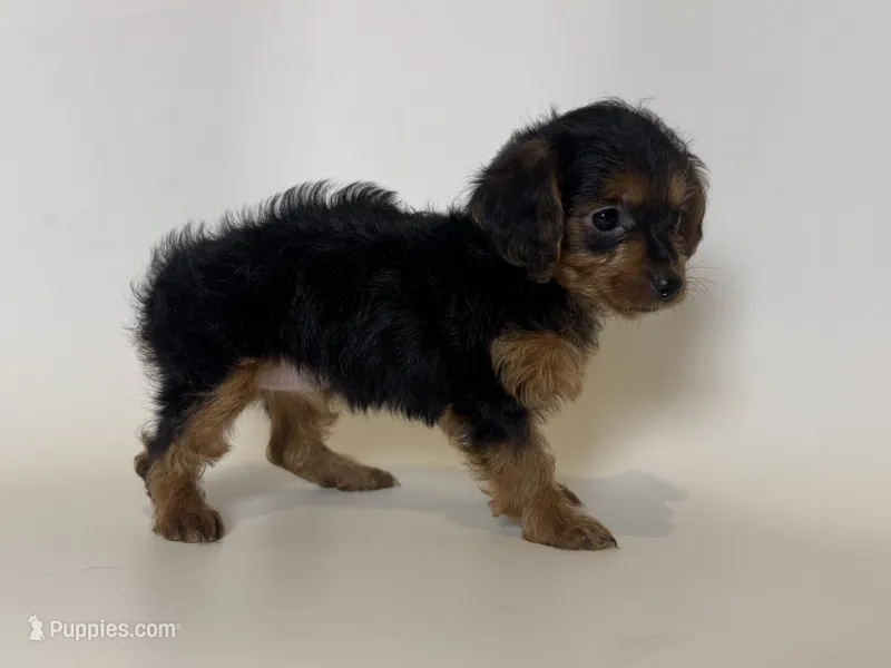 TINY Yorkie Mix – Doxiepoo, Chorkie puppy for sale in Garden Grove, CA