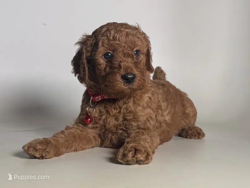 F1B Male Goldendoodle – Goldendoodle, Miniature Goldendoodle puppy for sale in Garden Grove, CA