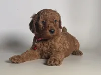 F1B Male Goldendoodle, a female Goldendoodle and Miniature Goldendoodle for sale in Garden Grove, CA – 1 of 1