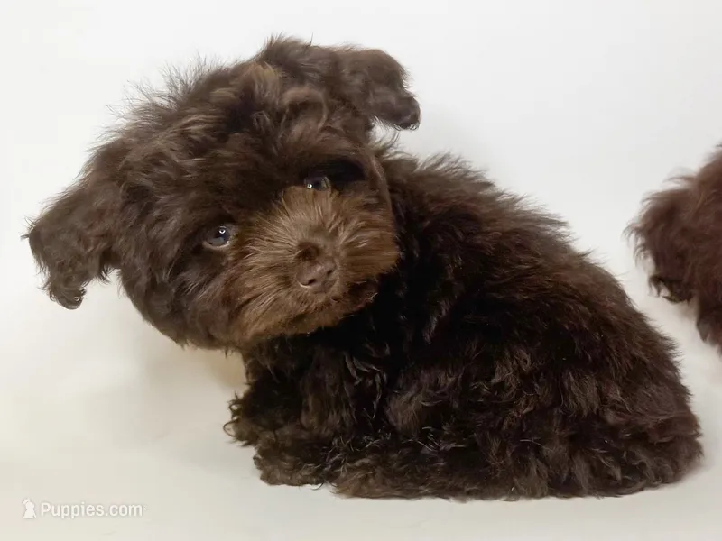 CHOCOLATE Morkie 🤎 – Maltipoo, Morkie puppy for sale in Garden Grove, CA