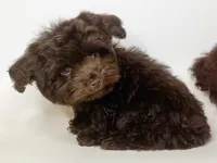 CHOCOLATE Morkie 🤎, a male Maltipoo and Morkie for sale in Garden Grove, CA – 1 of 1
