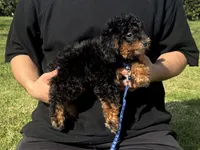 XXS Bernedoodle 🐶, a male Poodle - Toy  and Miniature Bernedoodle for sale in Garden Grove, CA – 1 of 1