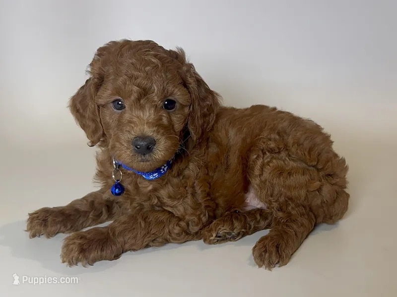 🤎 Mini TOY Poodle 🐩🧸🤎 – Poodle - Toy , Poodle - Miniature  puppy for sale in Garden Grove, CA