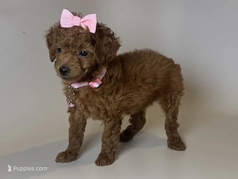 Red Female ToY Poodle 🐩  – Poodle - Toy  puppy for sale in Garden Grove, CA