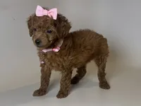 Red Female ToY Poodle 🐩 , a female Poodle - Toy  for sale in Garden Grove, CA – 1 of 2
