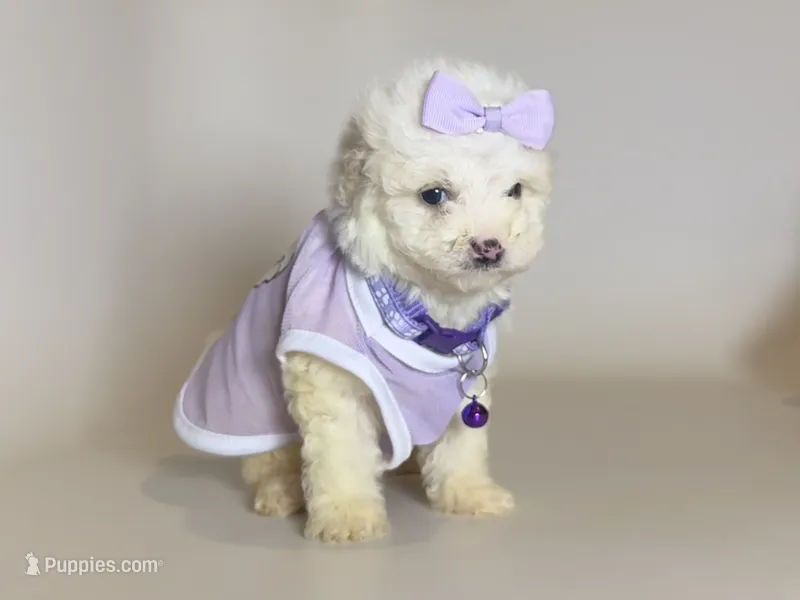 White female maltipoo – Maltese, Poodle - Toy  puppy for sale in Garden Grove, CA
