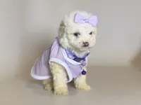 White female maltipoo, a female Maltese and Poodle - Toy  for sale in Garden Grove, CA – 1 of 1