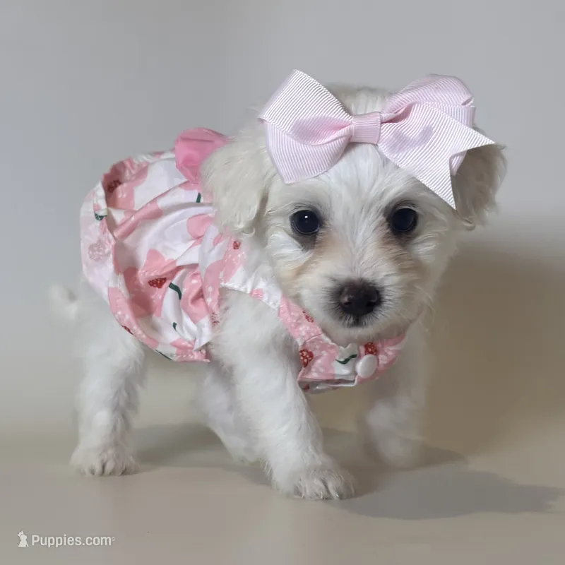 XXS Malti-Poo – Maltipoo, Poodle - Toy  puppy for sale in Garden Grove, CA
