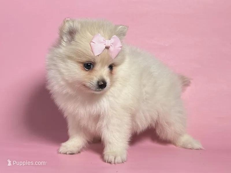 TeddyBear Pom 💕