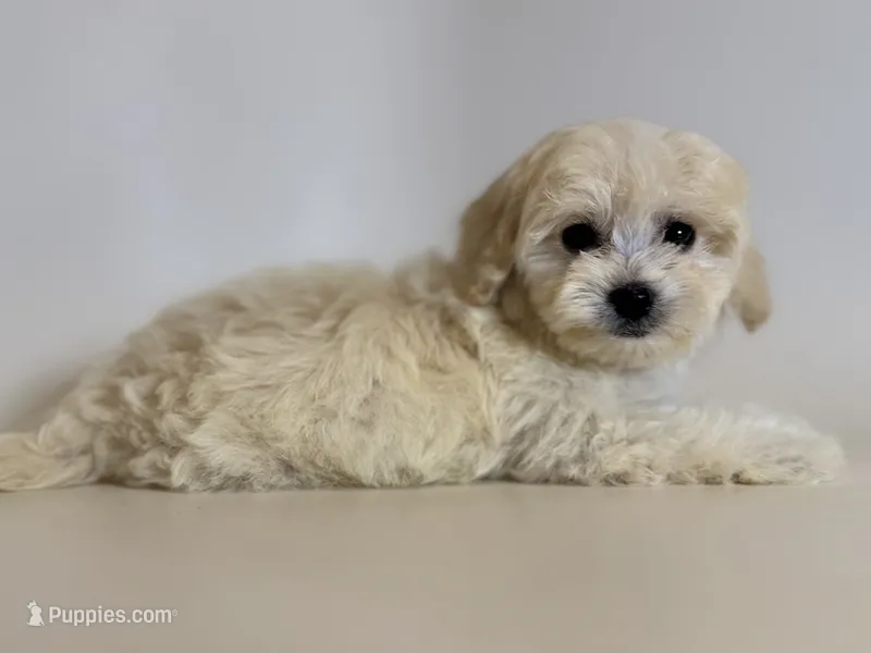 XS Malti-Poo Puppy  – Maltipoo, Poodle - Toy  puppy for sale in Garden Grove, CA