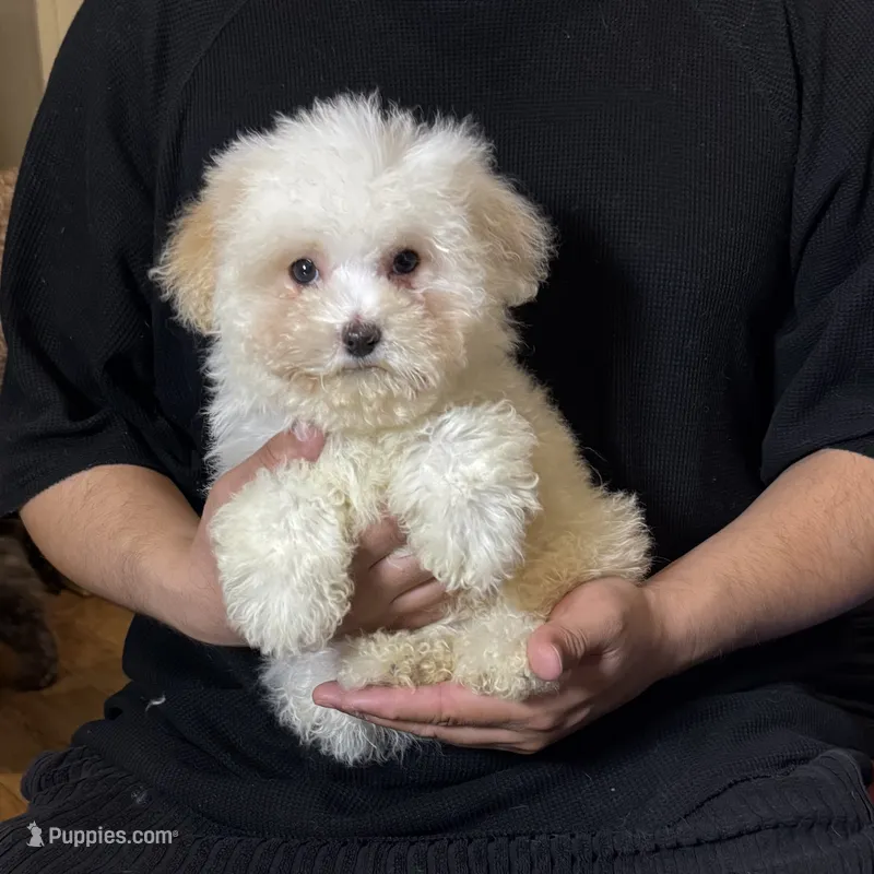 XS Malti Poo 🩵 – Maltese, Poodle - Toy  puppy for sale in Garden Grove, CA