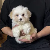 XS Malti Poo 🩵, a male Maltese and Poodle - Toy  for sale in Garden Grove, CA – 1 of 1