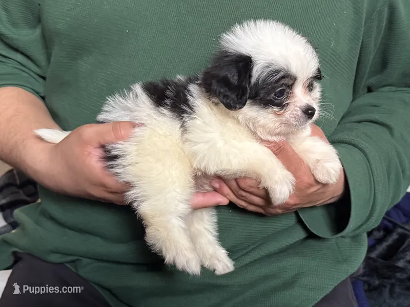 Cute TCUP Puppy  – Maltipoo, Shihpoo puppy for sale in Garden Grove, CA