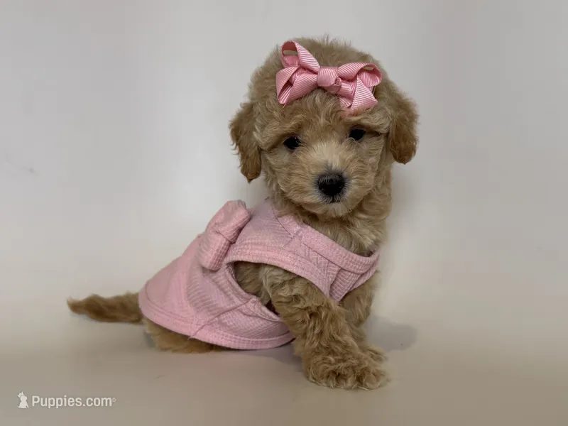 COCO – Poodle - Toy , Poodle - Miniature  puppy for sale in Garden Grove, CA