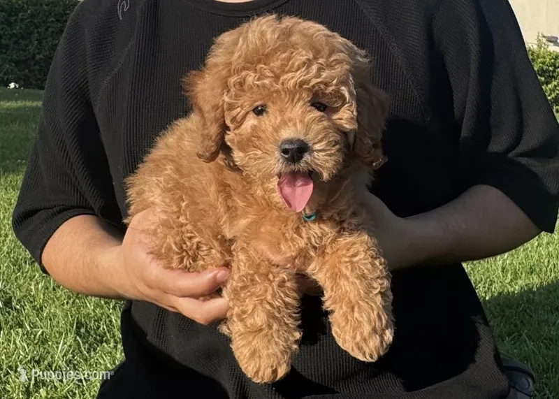 F1B Golden Doodle  – Poodle - Toy , Miniature Goldendoodle puppy for sale in Garden Grove, CA