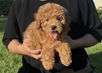 F1B Golden Doodle , a female Poodle - Toy  and Miniature Goldendoodle for sale in Garden Grove, CA – 1 of 1