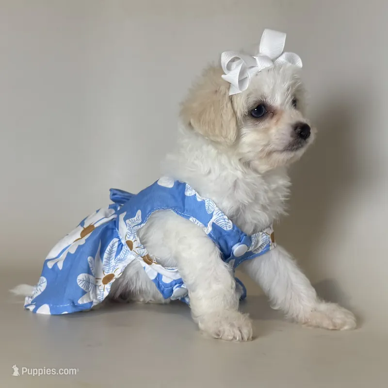 Perfect Maltipoo Puppy – Maltipoo, Maltese puppy for sale in Garden Grove, CA
