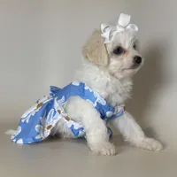 Perfect Maltipoo Puppy, a female Maltipoo and Maltese for sale in Garden Grove, CA – 1 of 1