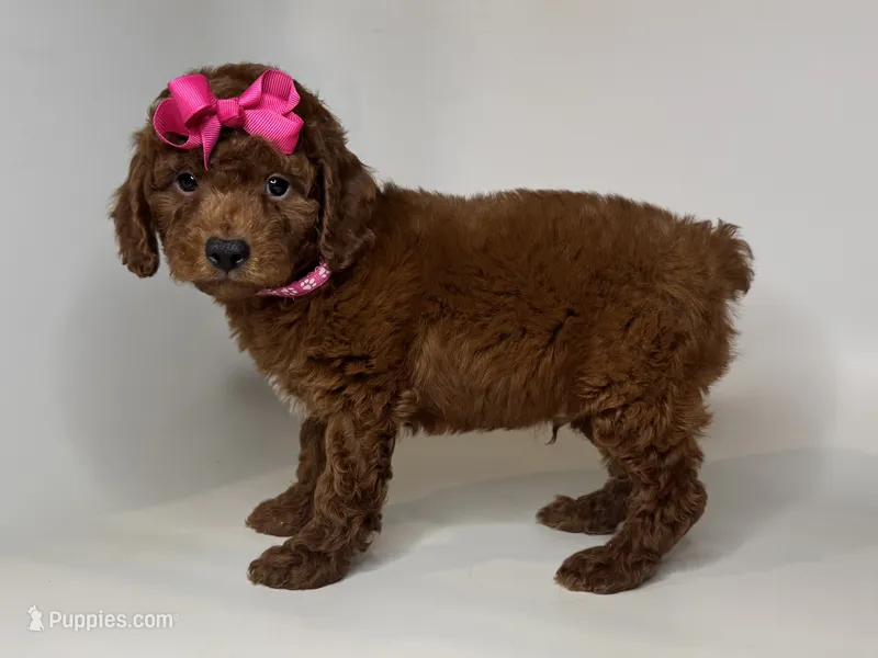 Nonfading RED Poodle 🐩 ❤️ – Poodle - Toy , Poodle - Miniature  puppy for sale in Garden Grove, CA