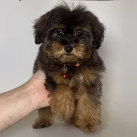 MALE Yorkipoo Puppy, a male Yorkipoo and Mal Shi for sale in Garden Grove, CA – 1 of 1