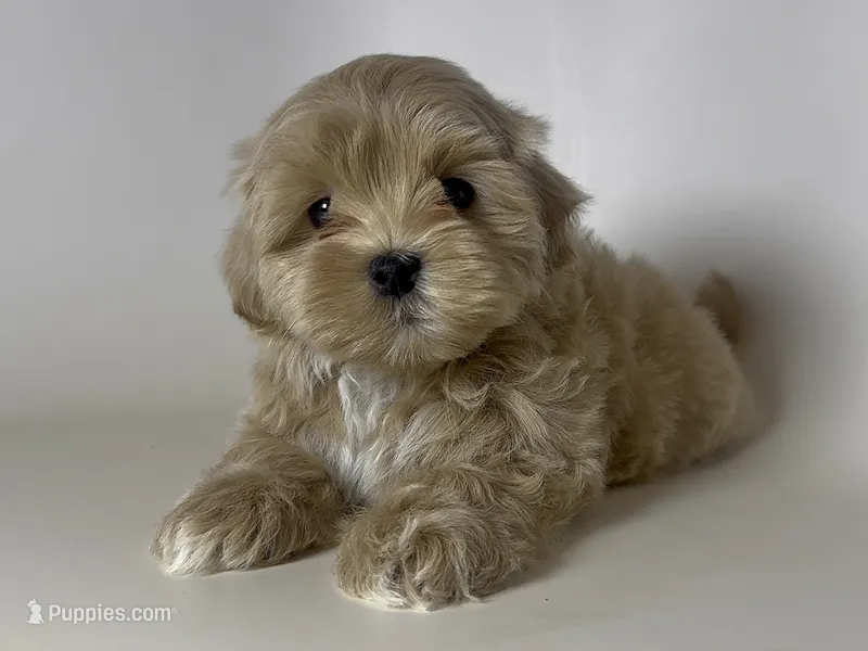 Apricot TeddyBear TCUP – Maltipoo, Poodle - Toy  puppy for sale in Garden Grove, CA