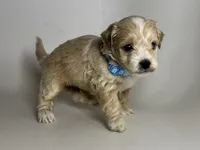 💙 Teacup Puppy 💙, a male Maltipoo and Maltese for sale in Garden Grove, CA – 1 of 1