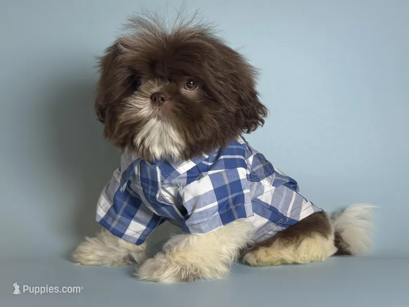 TOBY – Shih Tzu puppy for sale in Garden Grove, CA