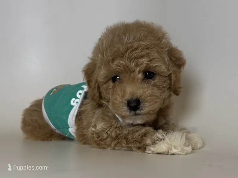 TEDDY  – Poodle - Toy , Poodle - Miniature  puppy for sale in Garden Grove, CA