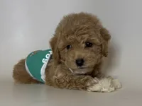 TEDDY , a male Poodle - Toy  and Poodle - Miniature  for sale in Garden Grove, CA – 1 of 1