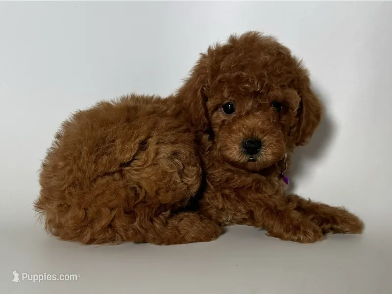 Perfect Poodle 🐩  – Poodle - Toy , Poodle - Miniature  puppy for sale in Garden Grove, CA