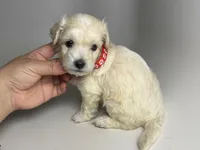 Tiny XS Maltipoo Boy 💙🐶, a male Maltipoo and Poodle - Toy  for sale in Garden Grove, CA – 1 of 1