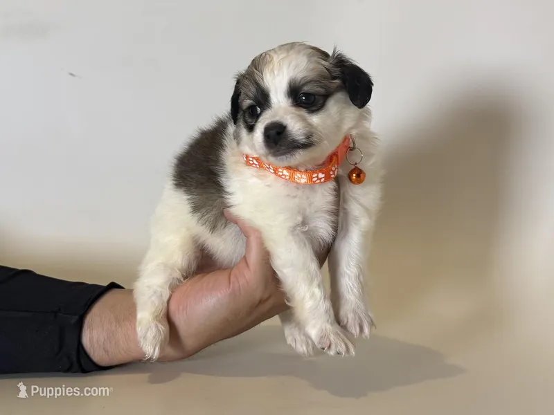 TYSON  – Maltipoo, Shihpoo puppy for sale in Garden Grove, CA