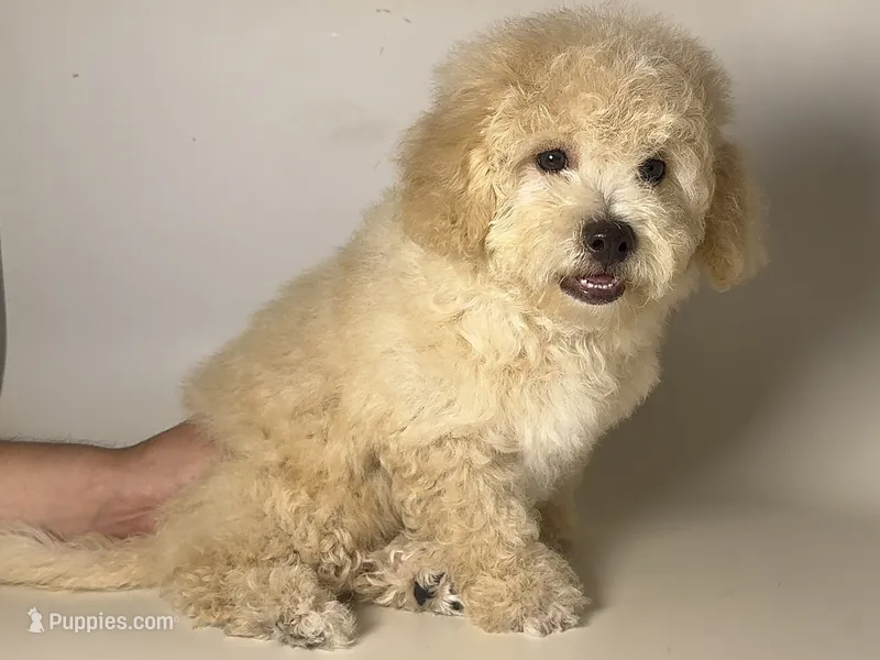 🐻 English TeddyBear Doodle 🐻  – Poodle - Toy , Miniature Labradoodle puppy for sale in Garden Grove, CA