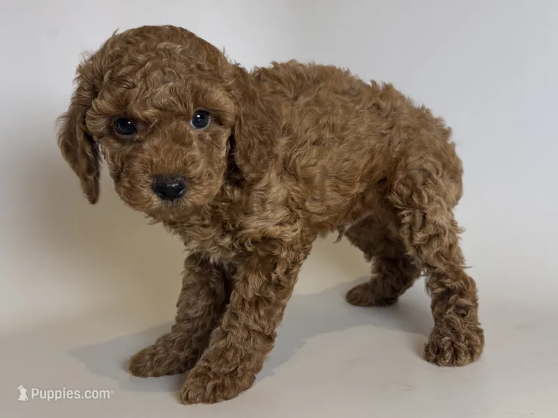 💙💙Cute Toy Poodle 💙💙 – Poodle - Toy , Poodle - Miniature  puppy for sale in Garden Grove, CA