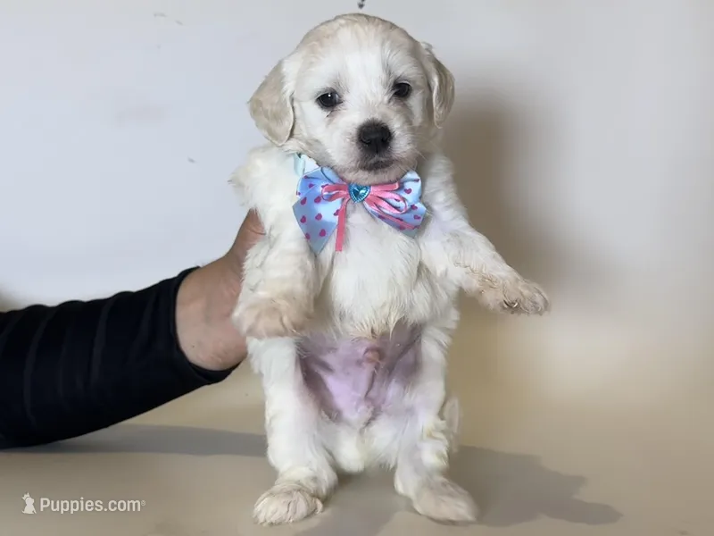 Maltese Poodle Mix  – Maltipoo, Poodle - Toy  puppy for sale in Garden Grove, CA