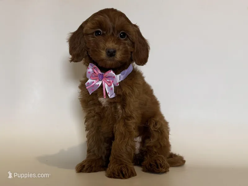 XXS Red Goldendoodle ❤️ – Goldendoodle, Miniature Goldendoodle puppy for sale in Garden Grove, CA