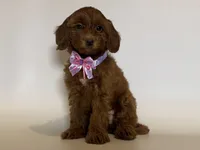 XXS Red Goldendoodle ❤️, a female Goldendoodle and Miniature Goldendoodle for sale in Garden Grove, CA – 1 of 1