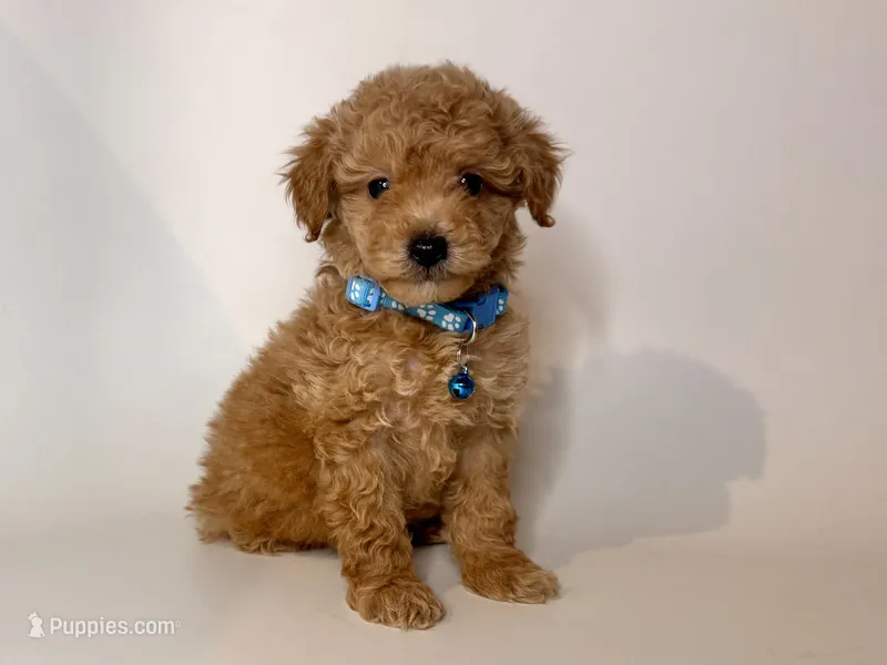 Dark Apricot Puppy 💙