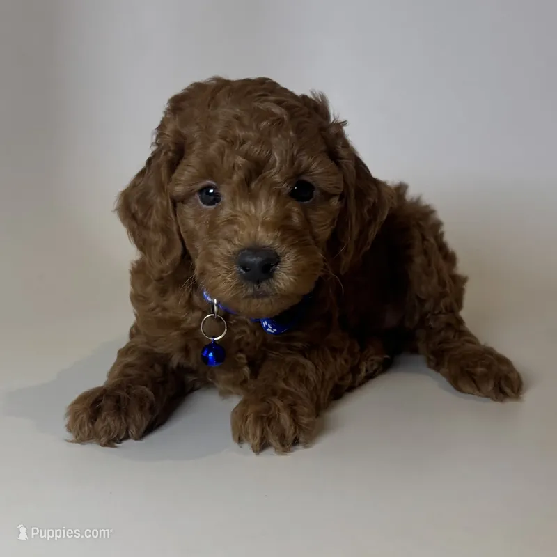 💕Toy Poodle Puppy 🧸 💕 – Poodle - Toy , Poodle - Miniature  puppy for sale in Garden Grove, CA