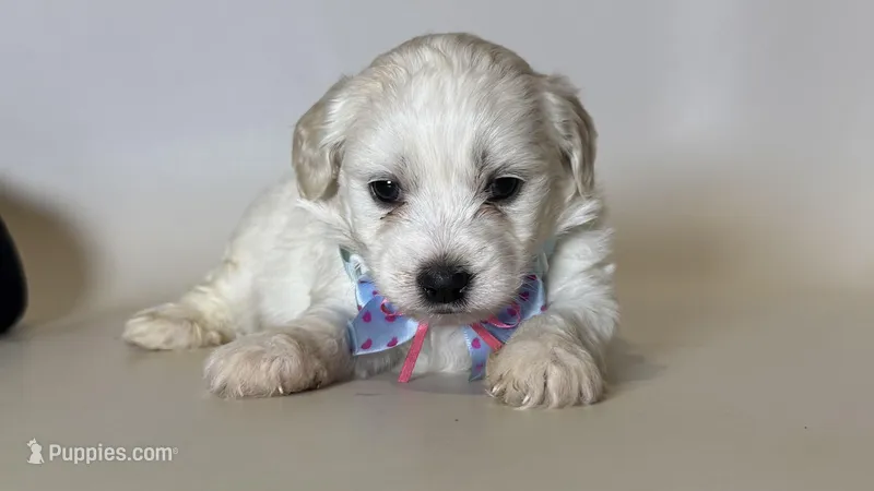 Malte-Poo 💙 – Maltipoo, Poodle - Toy  puppy for sale in Garden Grove, CA