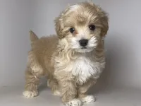 Maltipoo TCUP , a male Maltipoo and Poodle - Toy  for sale in Garden Grove, CA – 1 of 1