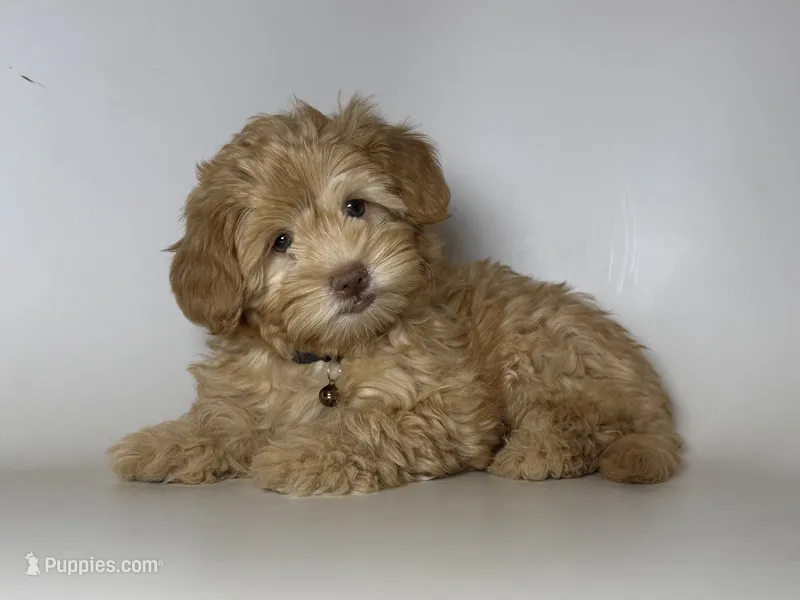 Maltipoo 🤎 – Maltipoo, Yorkipoo puppy for sale in Garden Grove, CA