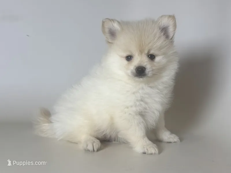 Teddy Face POM – Pomeranian puppy for sale in Garden Grove, CA