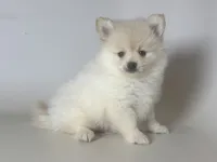Teddy Face POM, a male Pomeranian for sale in Garden Grove, CA – 1 of 1